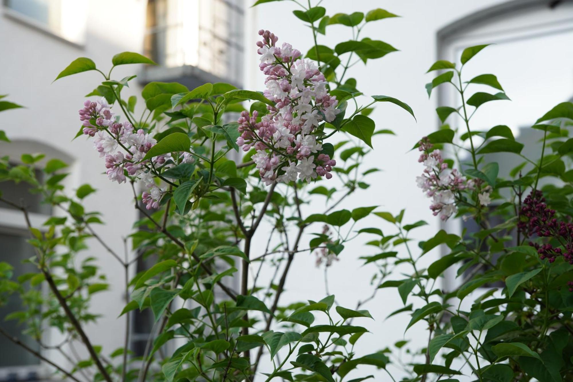 Bright, Spacious Apartment With A Lovely Terrace In The Heart Of Aachen Exterior photo